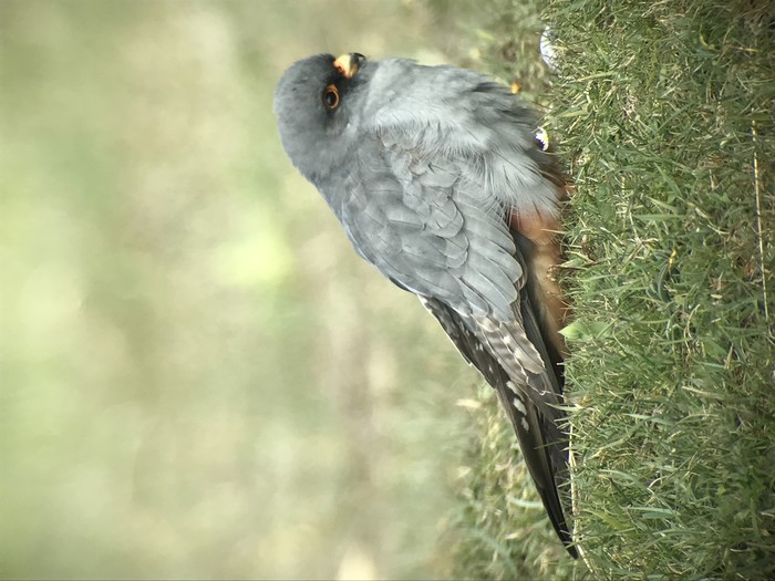 Red-footed Falcon