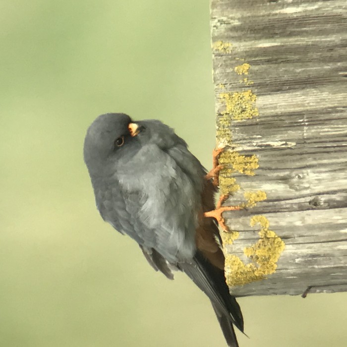 Red-footed Falcon