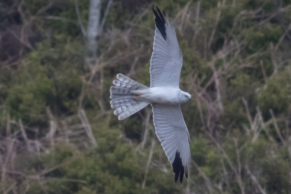Pallid Harrier