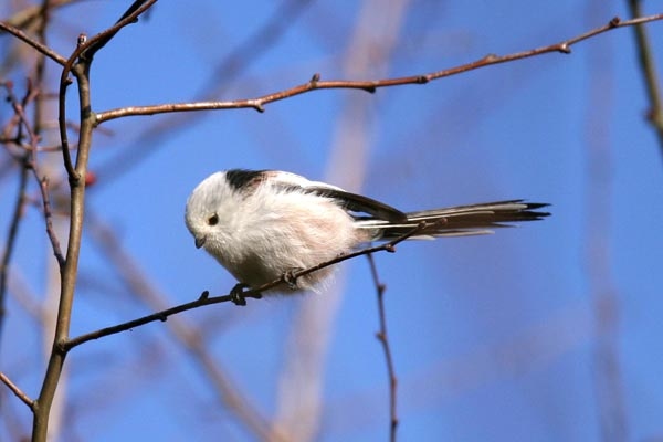Northern Long-tailed Tit