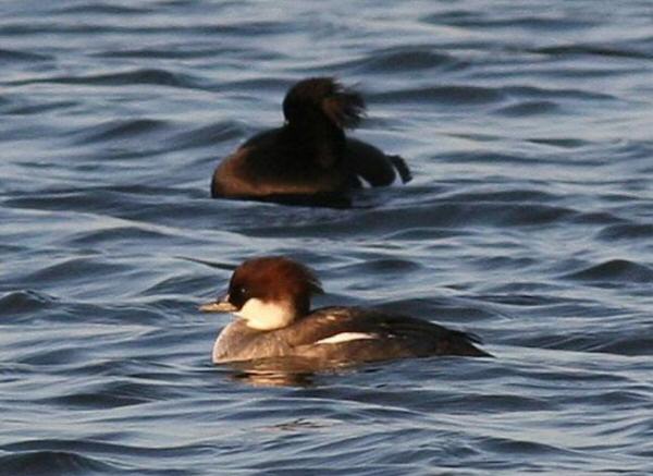 Smew