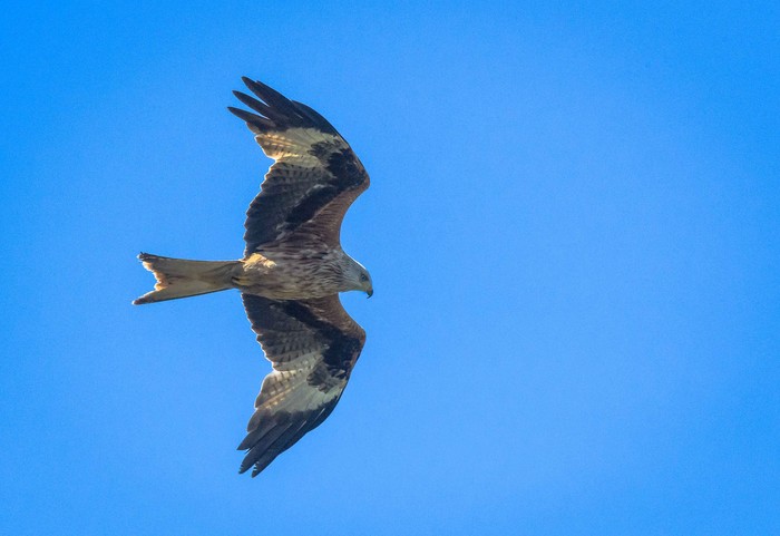 Red Kite