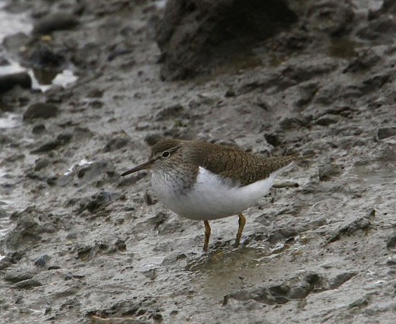 Common Sandpiper