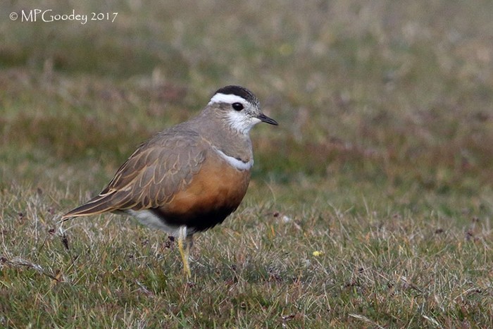 Dotterel 