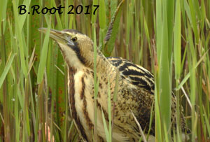 Bittern
