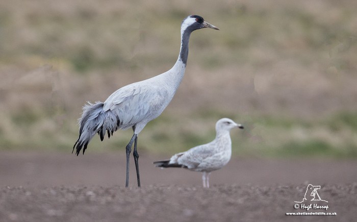 Common Crane