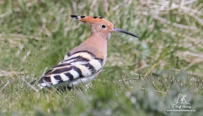 Hoopoe