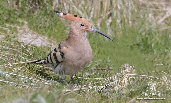 Hoopoe