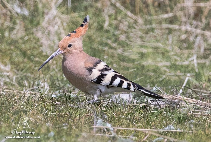 Hoopoe