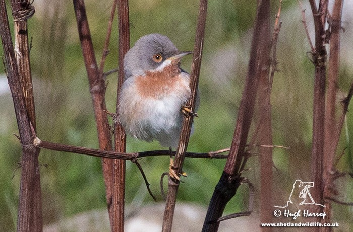 Eastern Subalpine Warbler