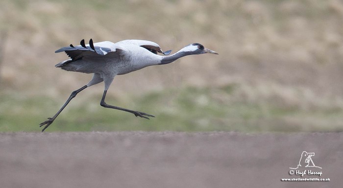 Common Crane