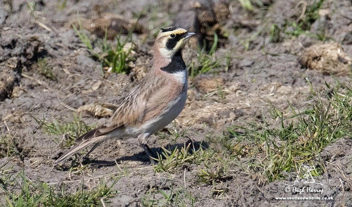 Shorelark