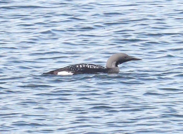 Black-throated Diver