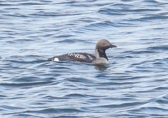 Black-throated Diver