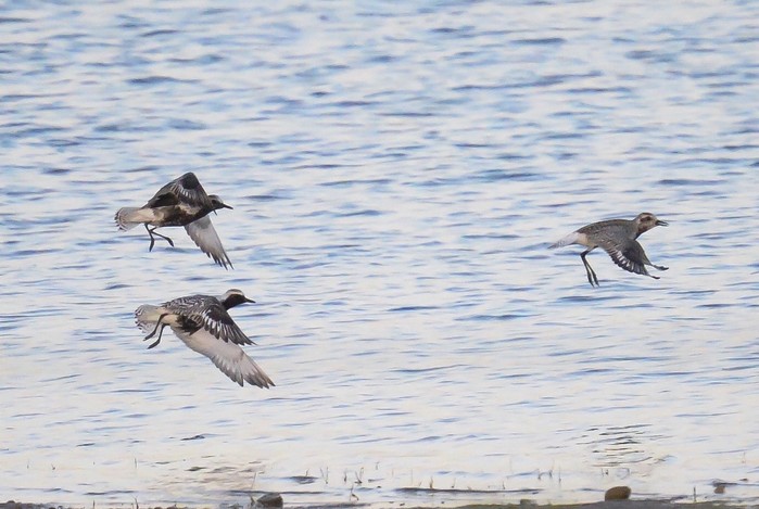 Grey Plover