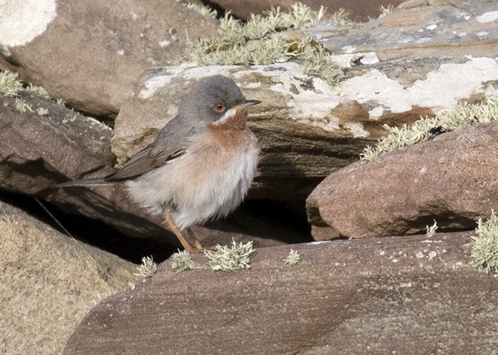 Eastern Subalpine Warbler
