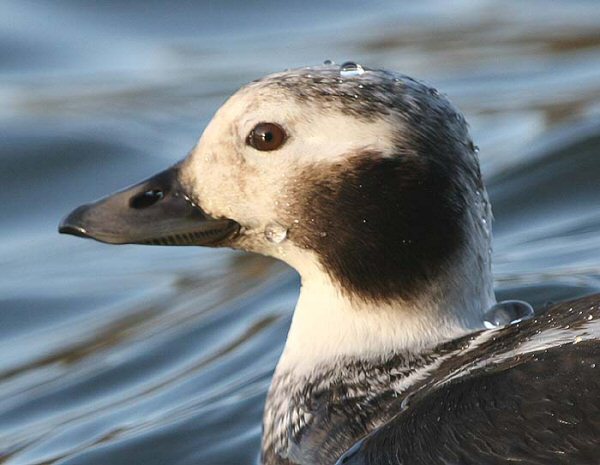 Long-tailed Duck
