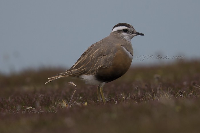 Dotterel