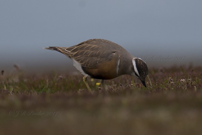Dotterel