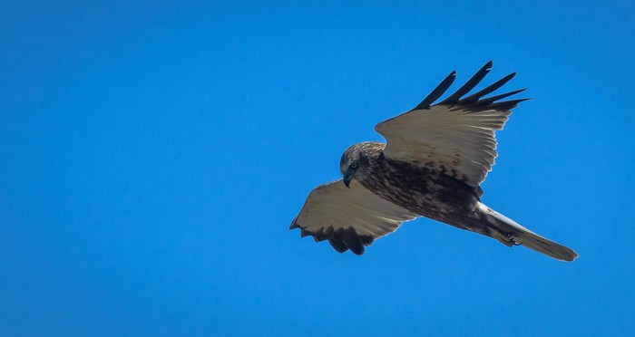 Marsh Harrier