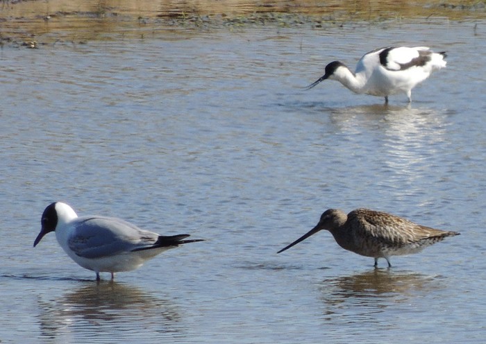 Bar-tailed Godwit