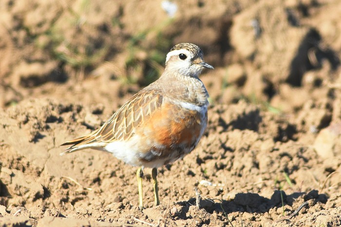 Dotterel