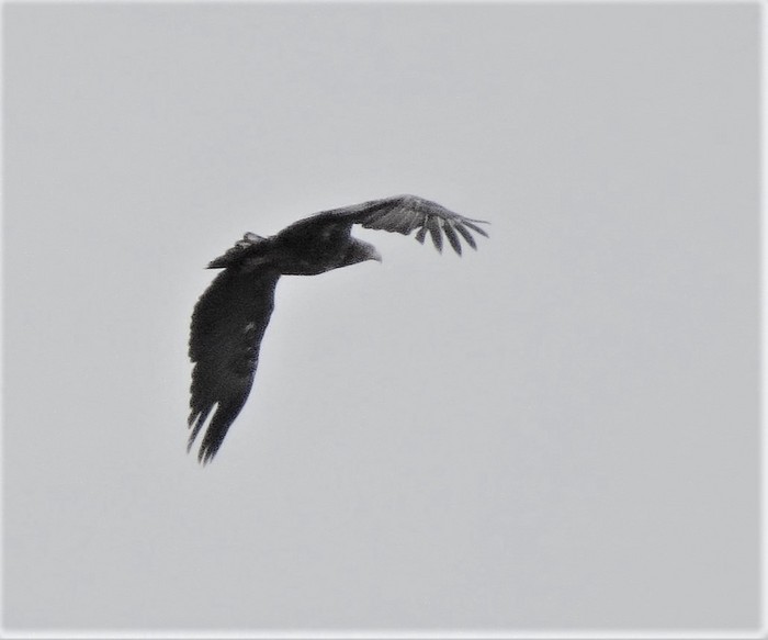 White-tailed Eagle