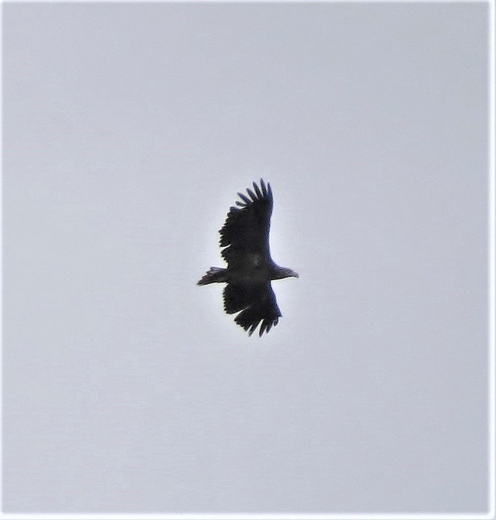 White-tailed Eagle