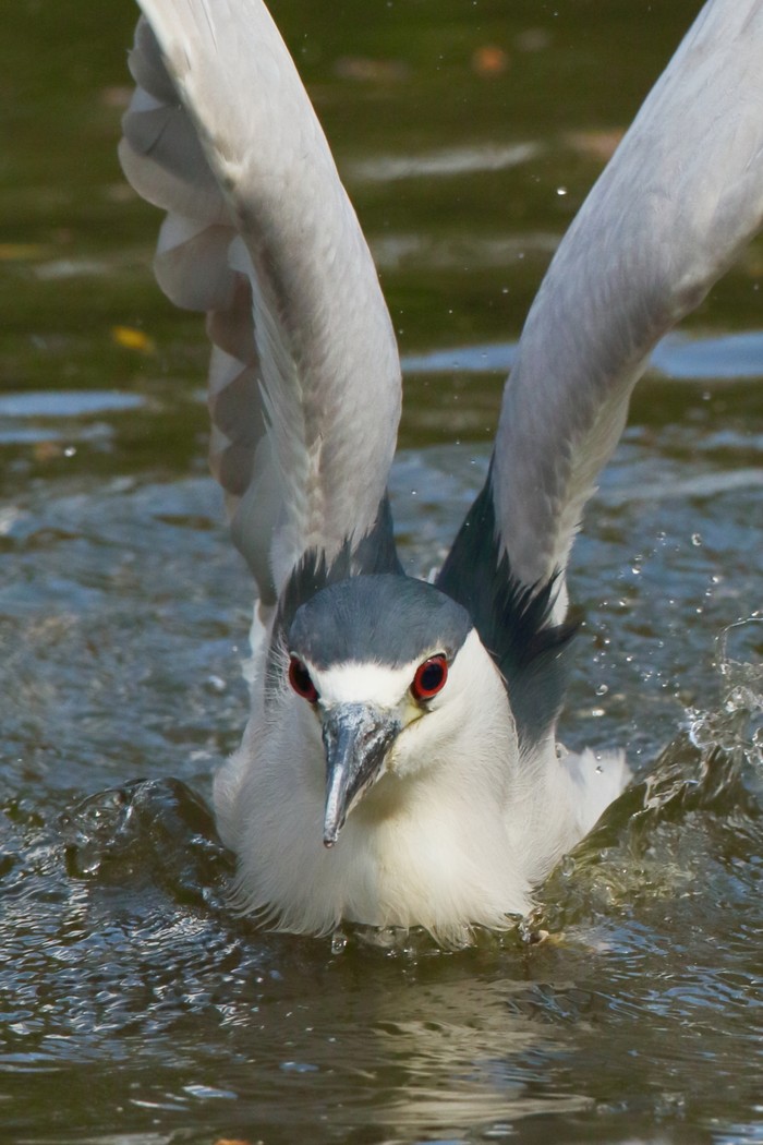 Night Heron