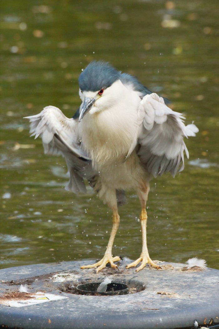 Night Heron