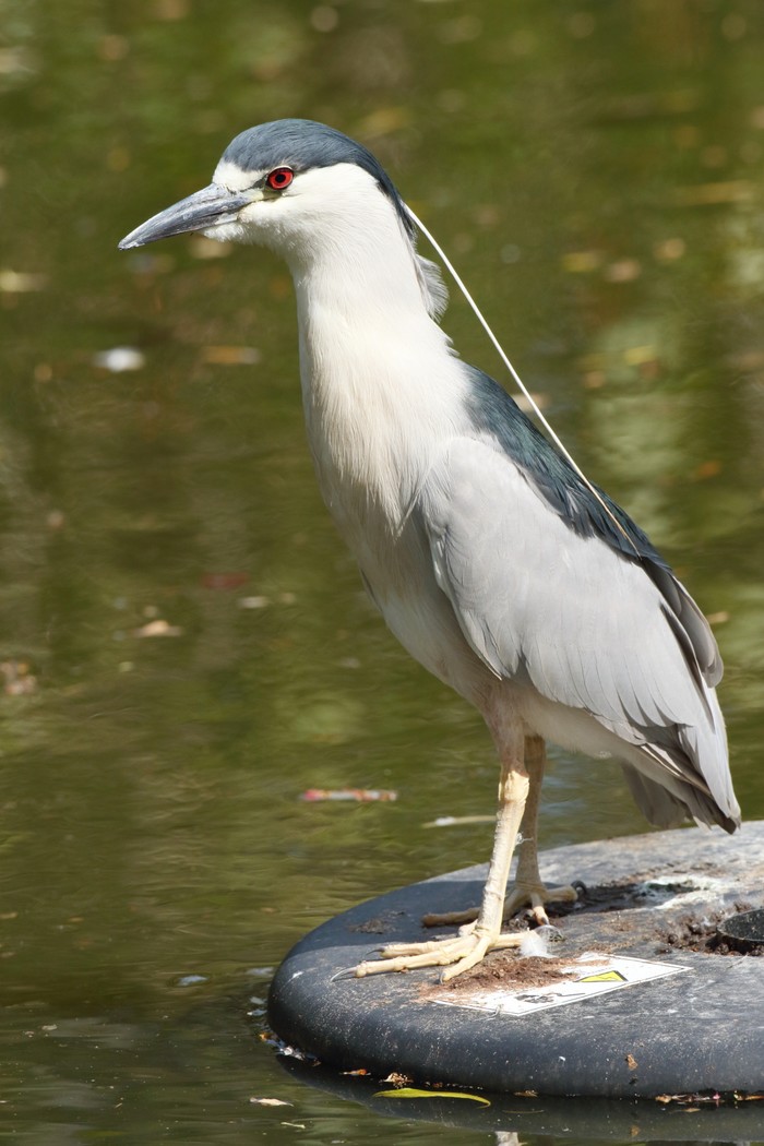 Night Heron