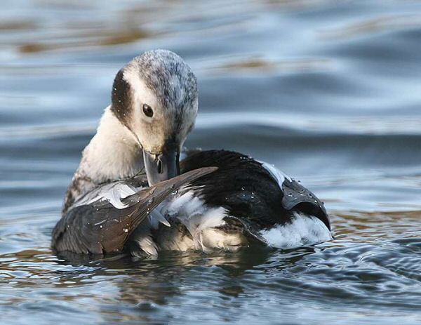 Long-tailed Duck