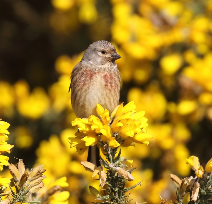 Linnet