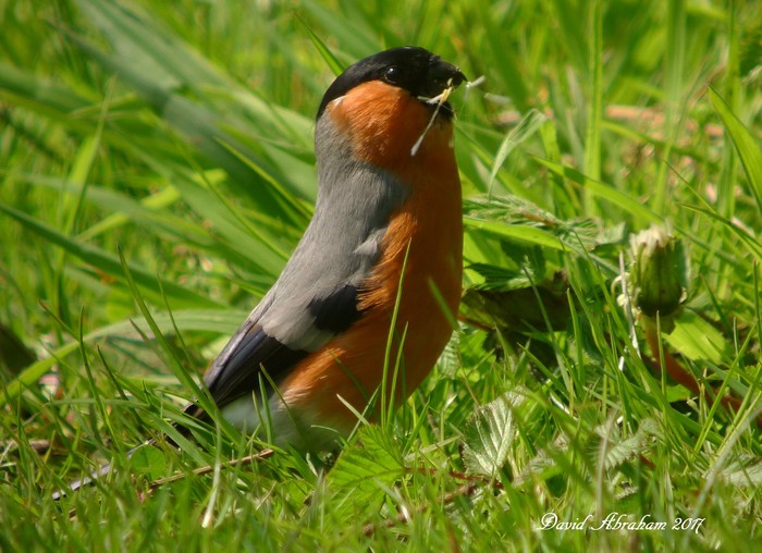 Bullfinch