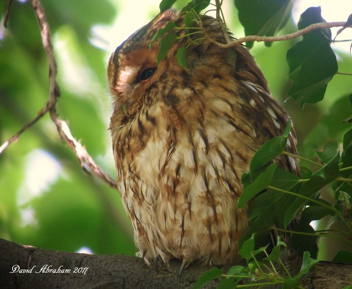 Tawny Owl