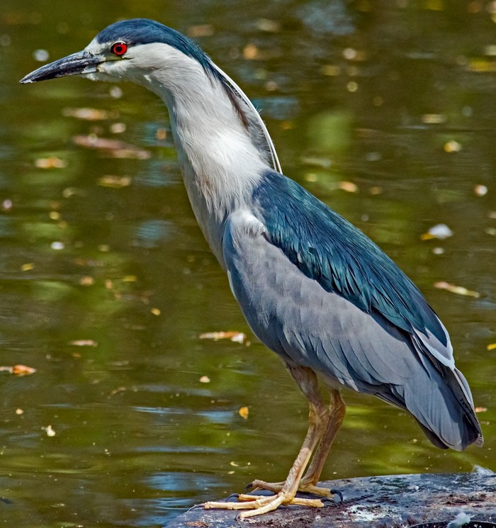 Night Heron