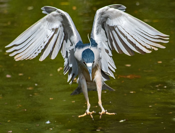 night heron