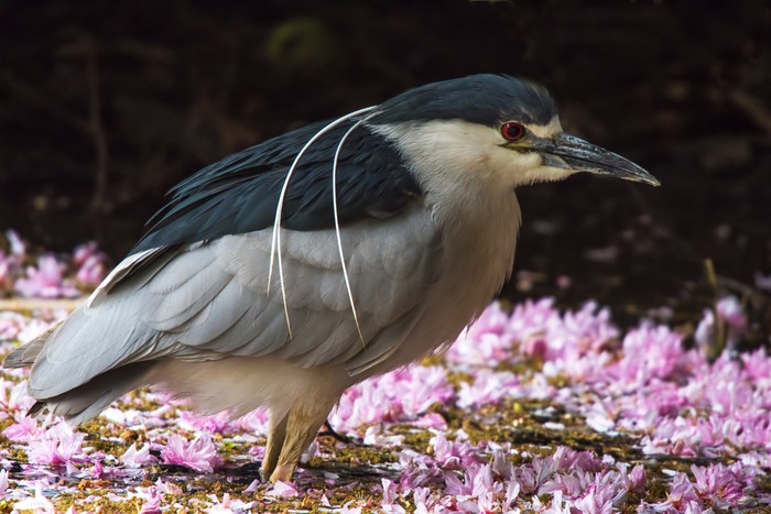 Night Heron