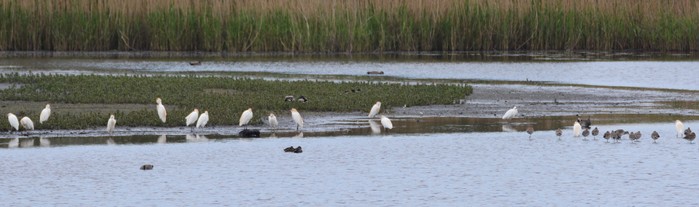 Cattle Egret