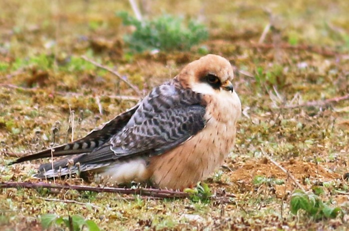 Red-footed Falcon