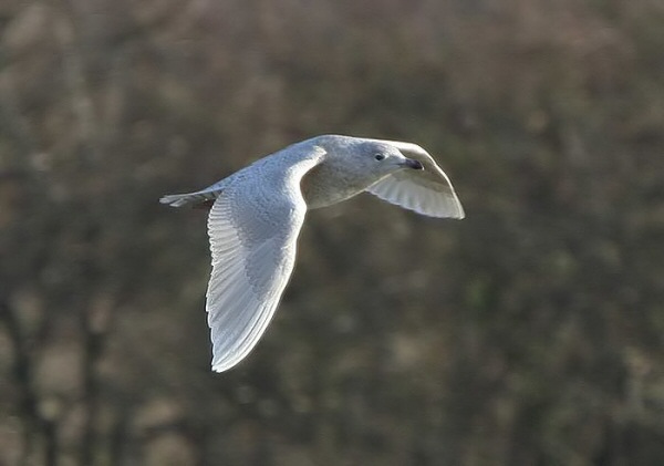 Iceland Gull
