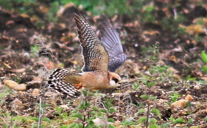 Red-footed Falcon