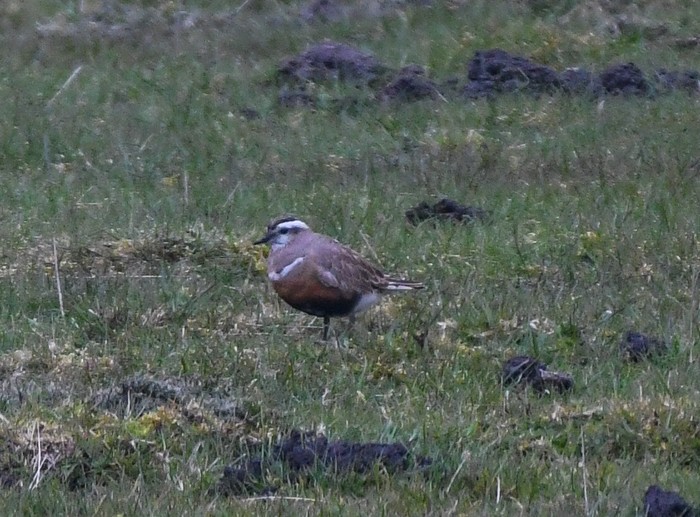 Dotterel