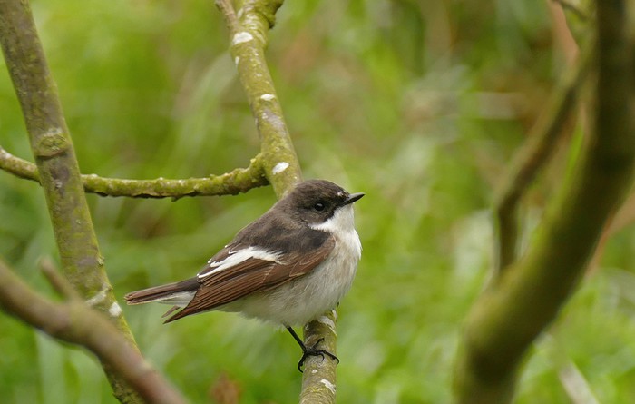 Pied Flycatcher