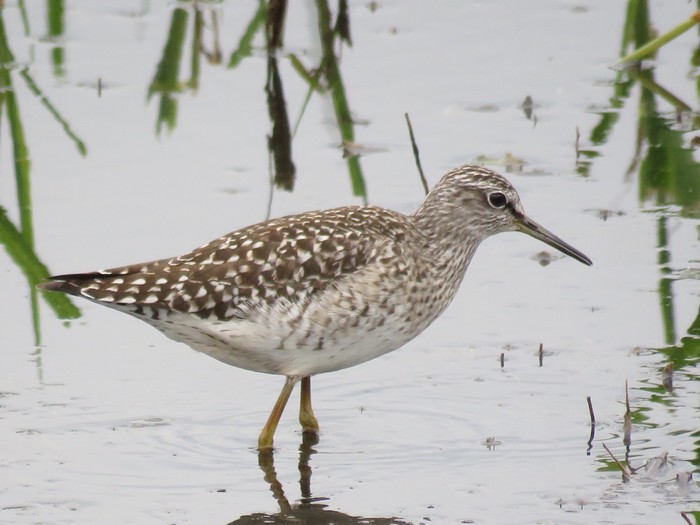 Wood Sandpiper