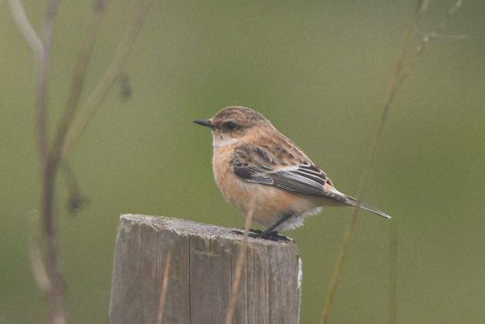 Siberian Stonechat