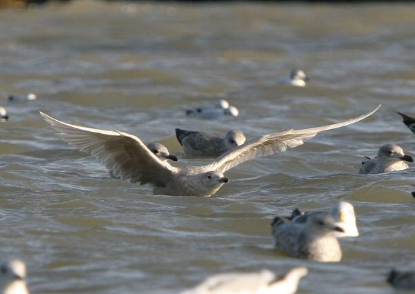 Iceland Gull
