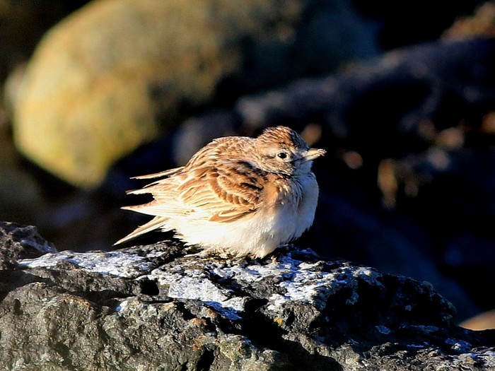 Short-toed Lark