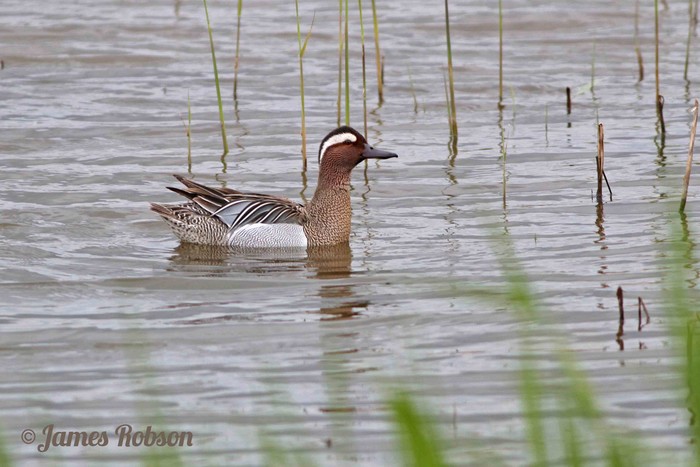 Garganey