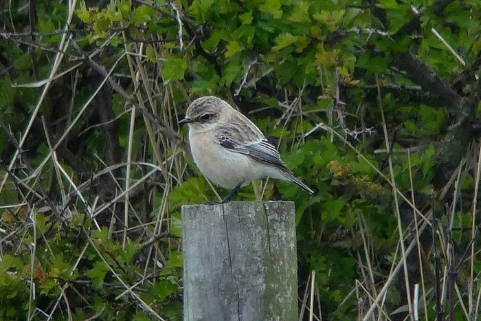 Siberian Stonechat